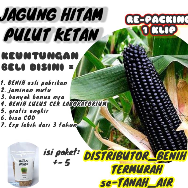 BENIH JAGUNG PULUT HITAM SUPER