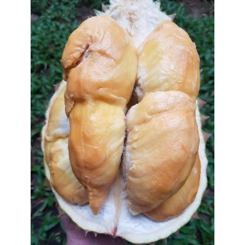 

DURIAN BAWOR PREMIUM FRESH from BANYUMAS!!! Garansi FULL!!