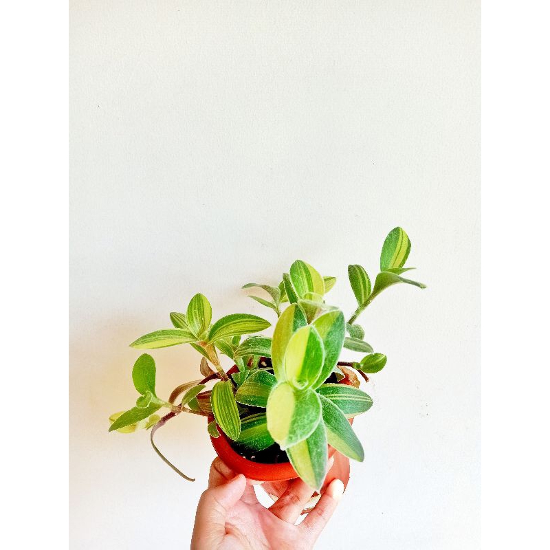 tradescantia sillamontana variegata