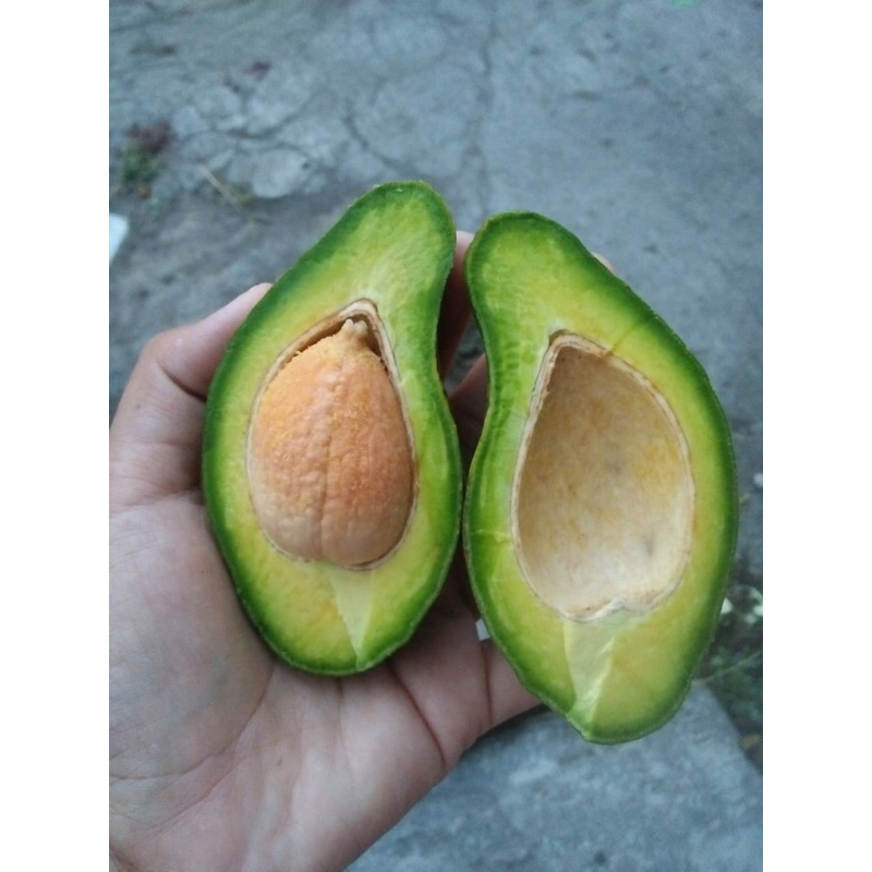 

alpukat mentega 1kg isi 5-6 buah