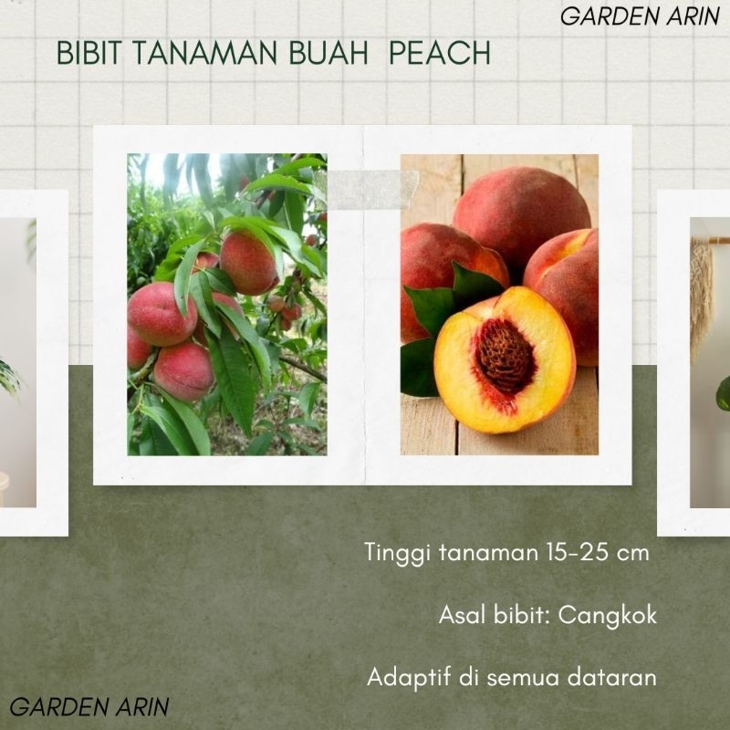 Bibit Tanaman Buah Peach