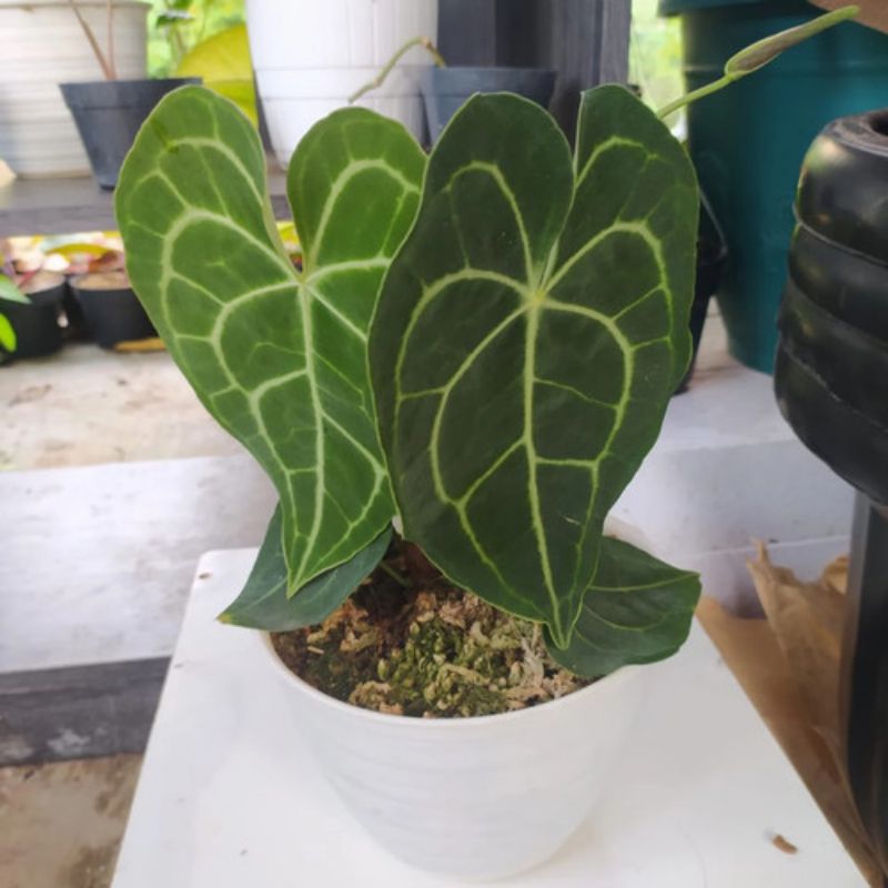 Anthurium Kuping Gajah Clarinervium Hybrid