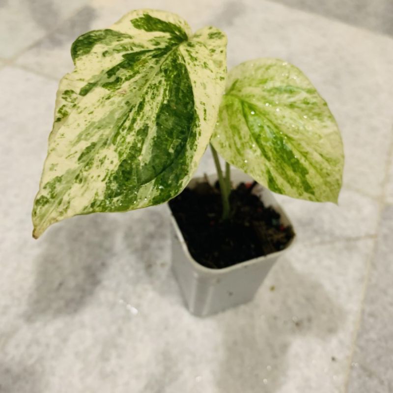 Monstera Amydrium Varigata Kuning