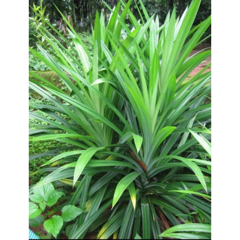 

Daun pandan segar Dan murah