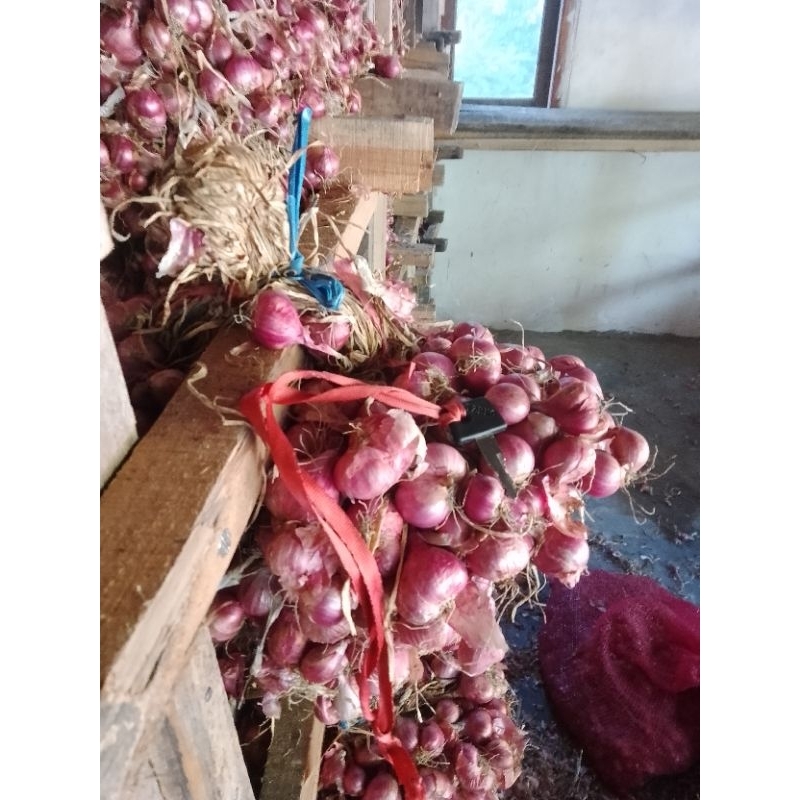 

Bawang merah nganjuk 3