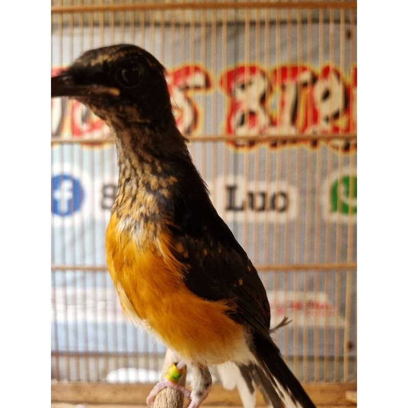 MURAI BATU MEDAN TROTOL