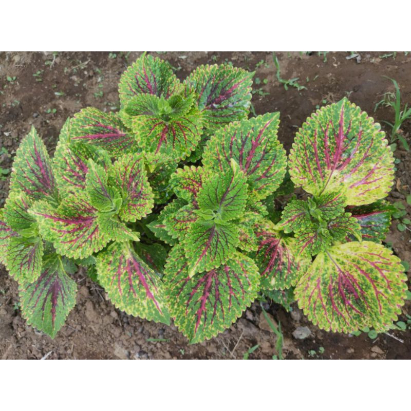 Miana Bara Asmara Premium