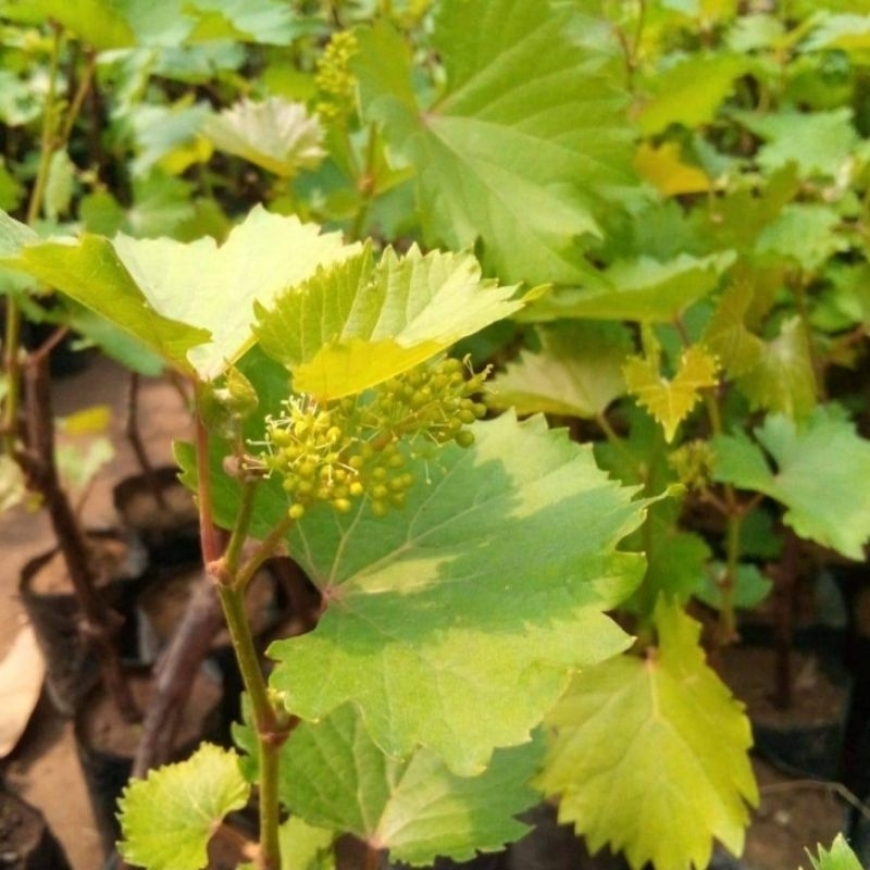 Bibit Anggur Berbunga