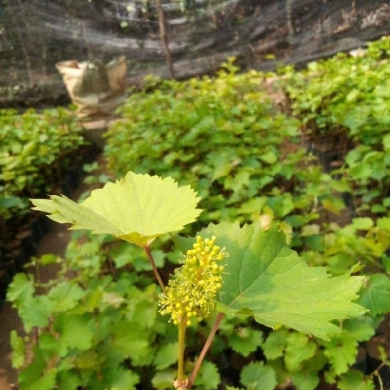 bibit anggur sudah berbunga/berbuah