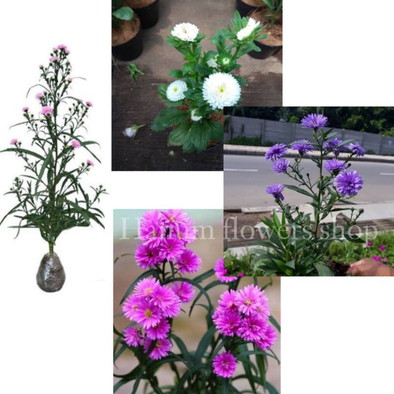 bibit tanaman hias aster pikok - bunga hias pikok siap tanam