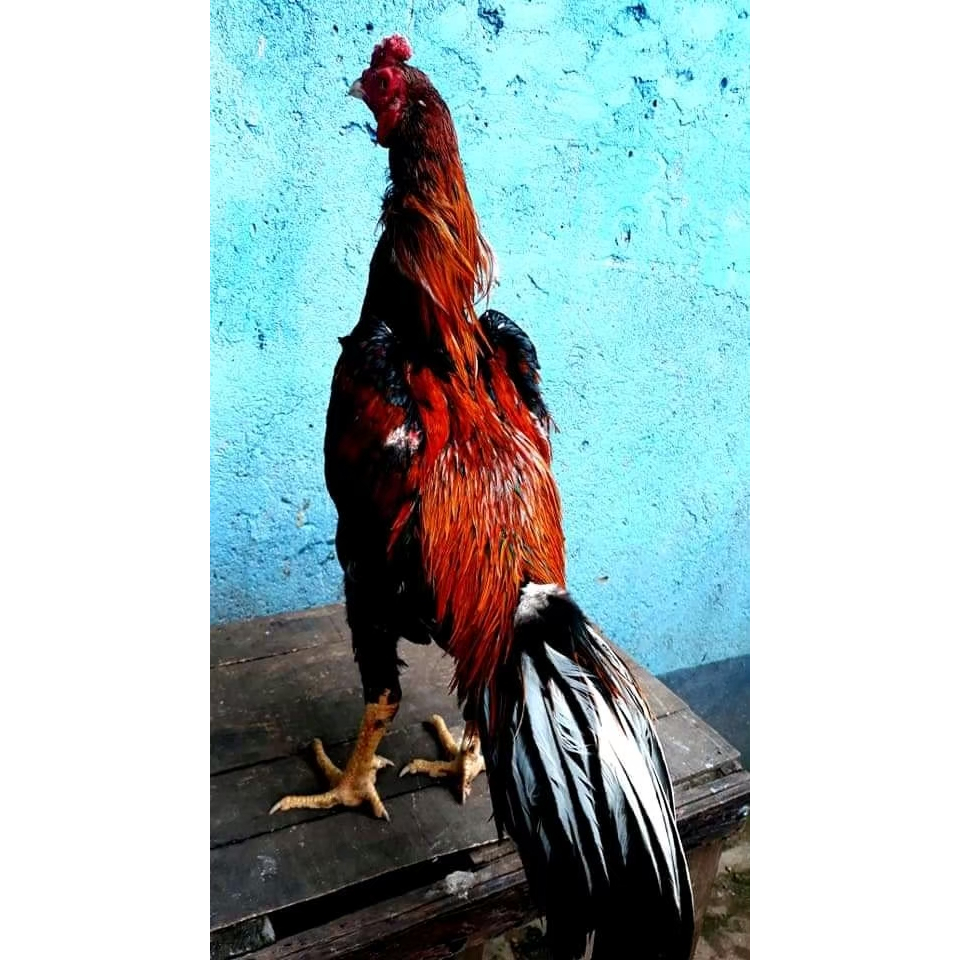 telur vertil ayam bangkok F1 asli super