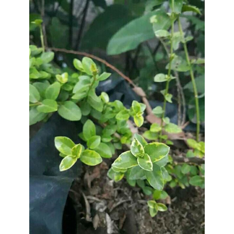 Tanaman Bahan Bonsai Sancang Varigata