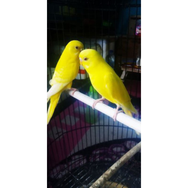 Burung PARKIT LUTINO MATA MERAH