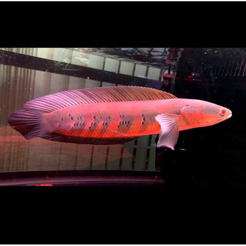 ikan Channa red Barito uk 7-9 cm