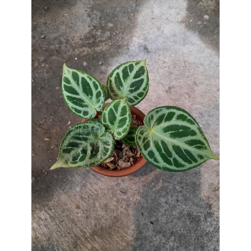 anthurium dorayaki silver