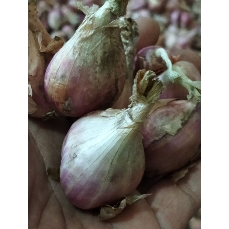 

Bawang Sumenep super