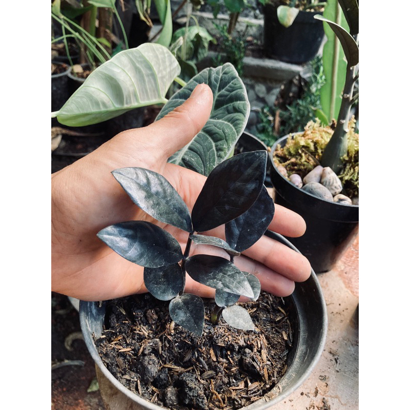 Zamia Raven Black