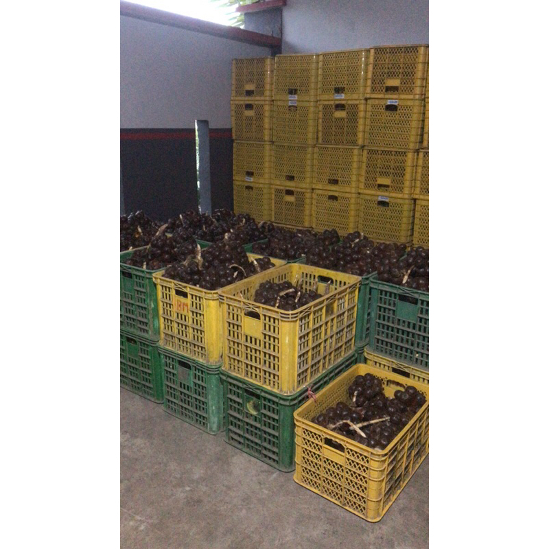 

Korzaln Salak Pondoh Pronojiwo 1 Kg (Grade A) - Langsung Dari Petani - Dijamin Fresh