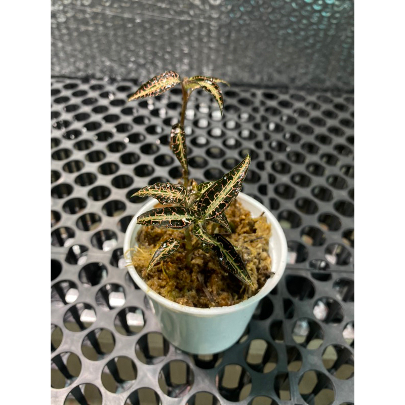 Anggrek permata ( jawel Orchid )