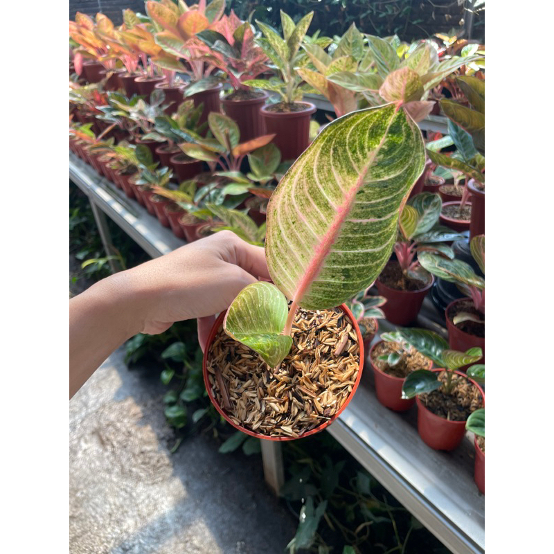 aglaonema Goliath