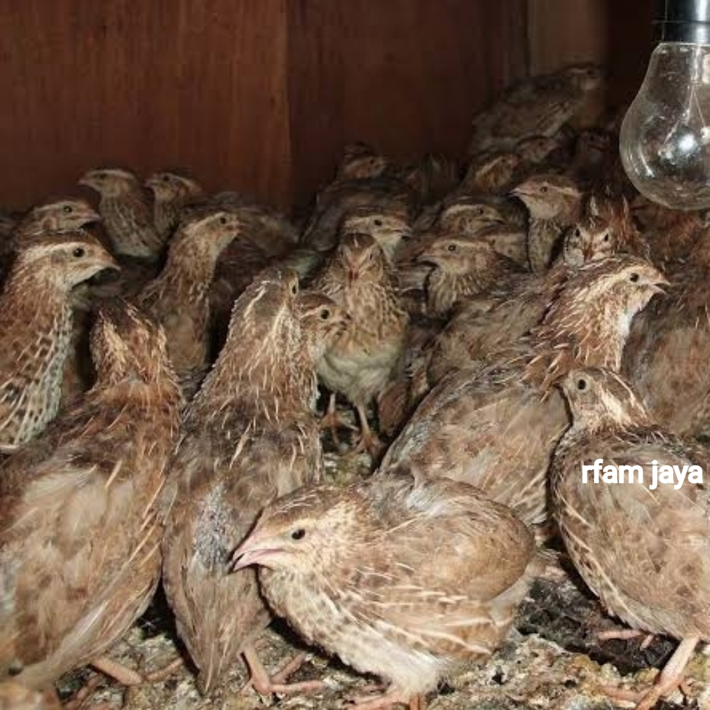 BURUNG PUYUH SEPASANG JANTAN BETINA UNTUK TERNAK PAKAN ULAR REPTIL