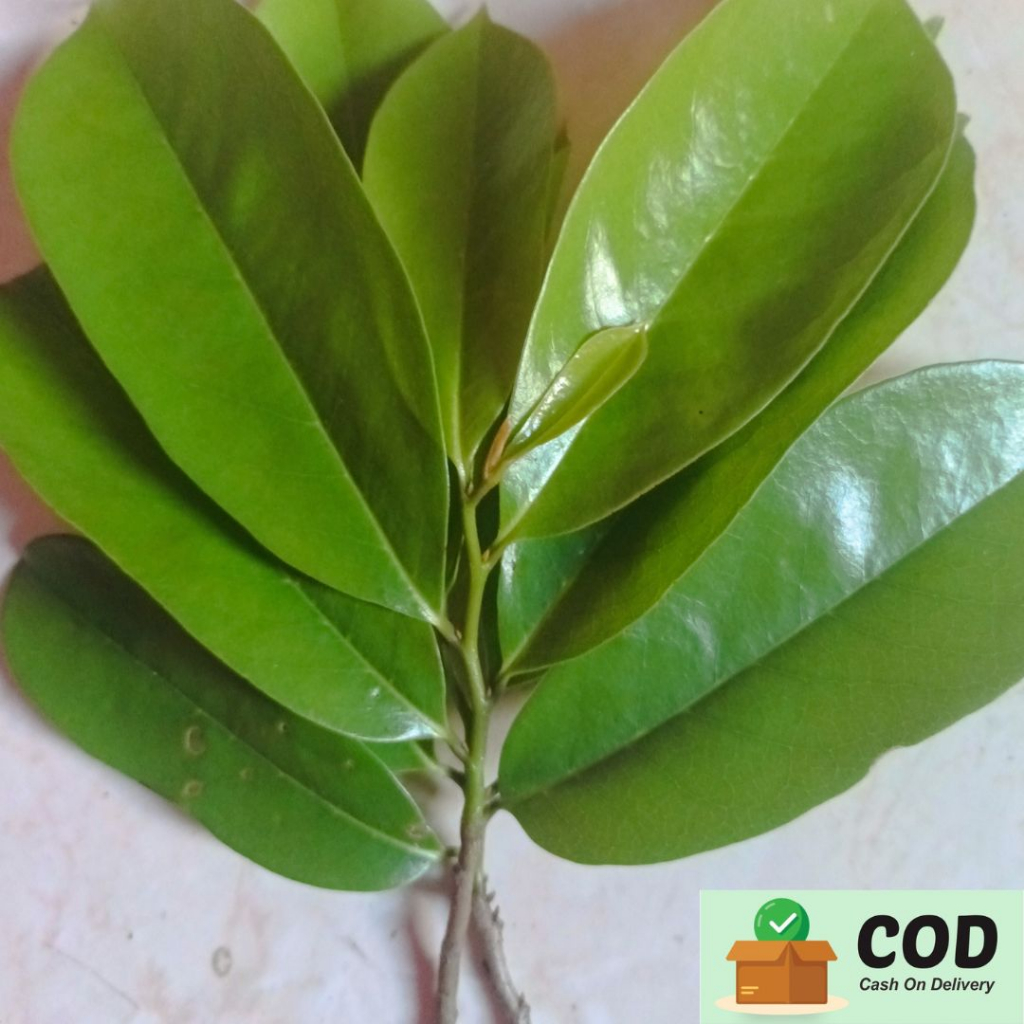 

Daun Sirsak 50 Lembar Fresh