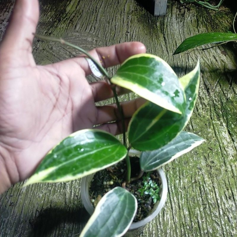 HOYA MACROPHYLLA ALBOMARGINATA