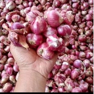 

BAWANG MERAH 1KG