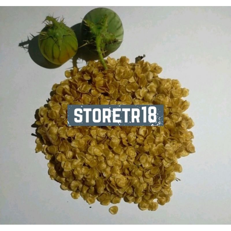 Jual Benih Biji Terong Pari Isi 100 Biji Terong Duri Hutan Siap Tanam