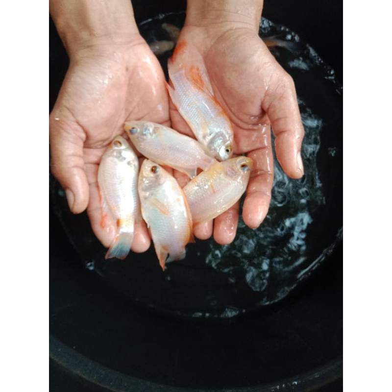 bibit nila merah Bangkok monosex perkilo