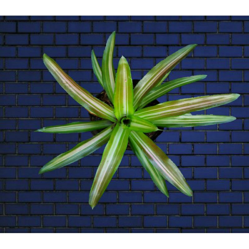 Bromelia Tricolor