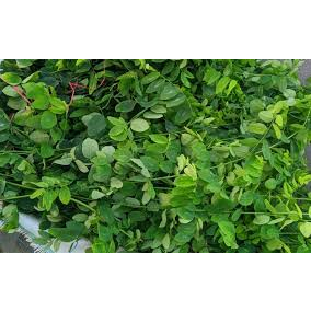 

daun katu segar 500gram