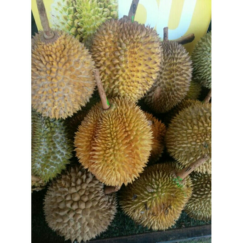 

durian lokal