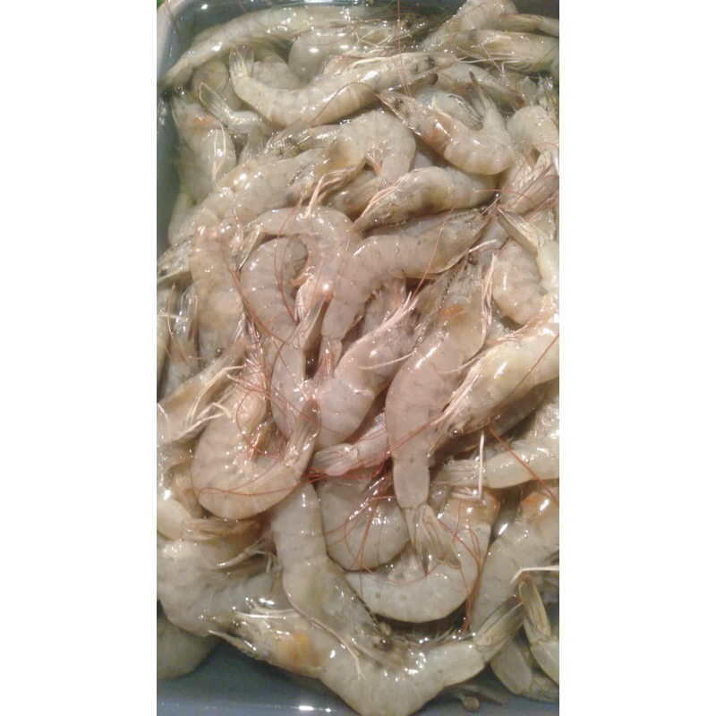 

udang vannamei