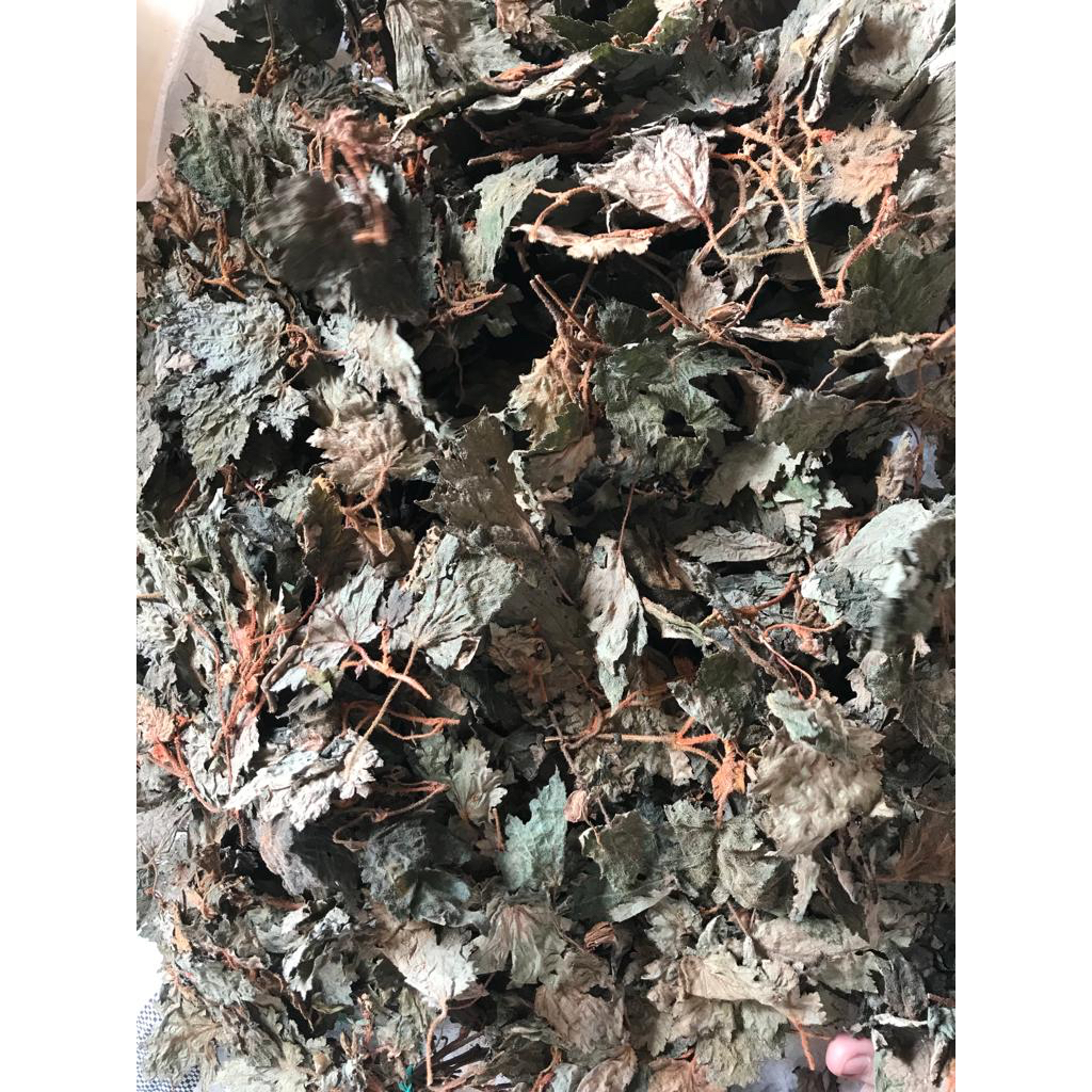 

Daun Herbal Benalu Batu 100Gram