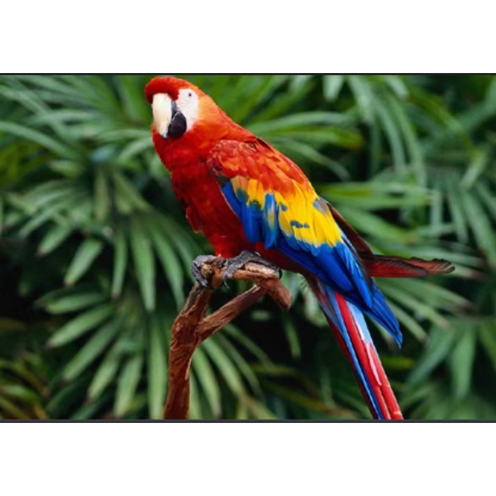 Telur Burung Hias Scarlet Macaw Keren Hasil Ternak Telur Fertil Siap Tetas