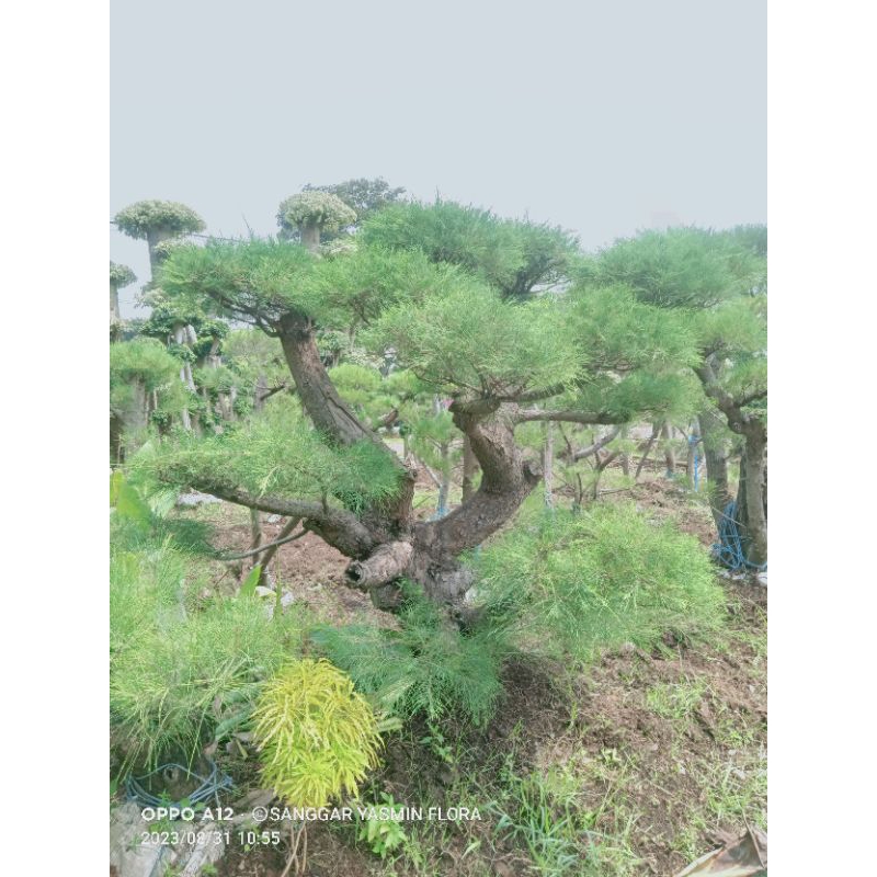 BONSAI TAMAN CEMARA UDANG BESAR