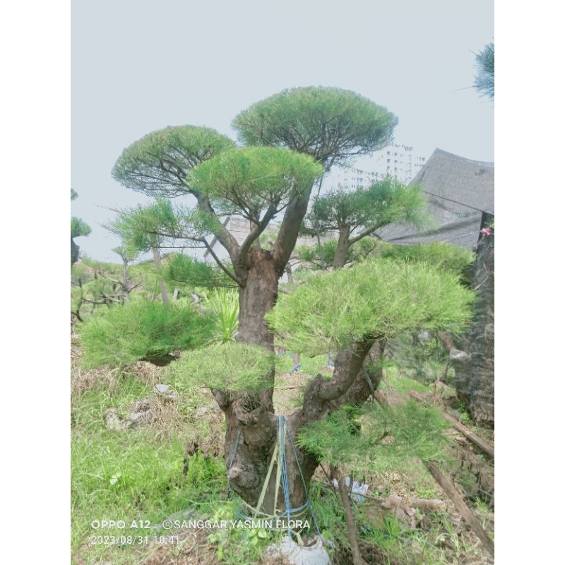BONSAI TAMAN CEMARA UDANG BESAR