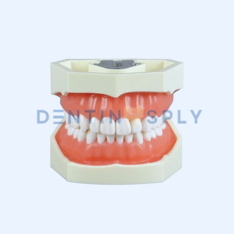 Model Phantom Peraga Gigi Lepas Pasang