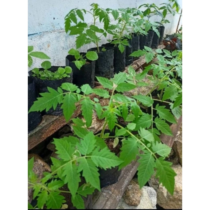 BIBIT BUAH TOMAT bulat jumbo