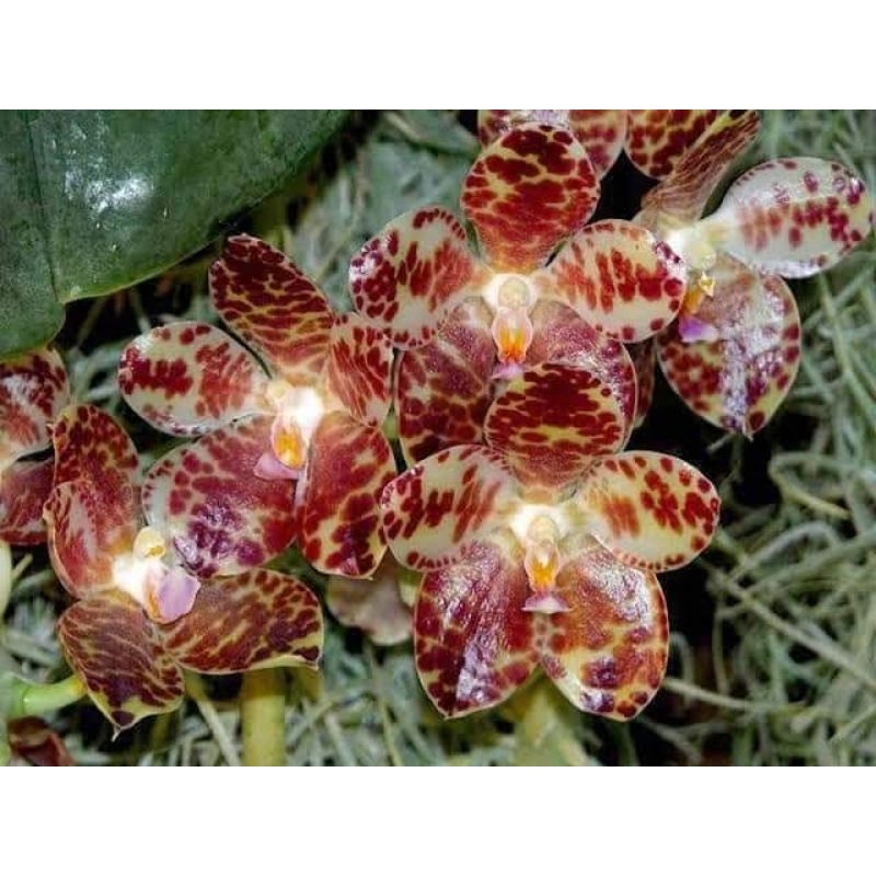 BOTOLAN/BIBIT PHALAENOPSIS GIGANTEA/KOMPOT PHALAENOPSIS GIGANTEA