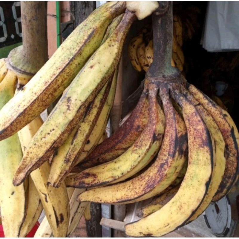 

Pisang Tanduk per buah/satuan