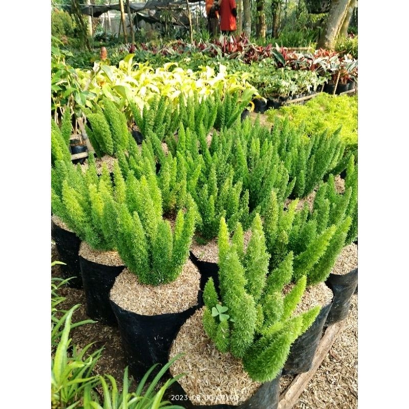 Tanaman hias cemara ekor tupay/bibit tanaman hias ekor tupay