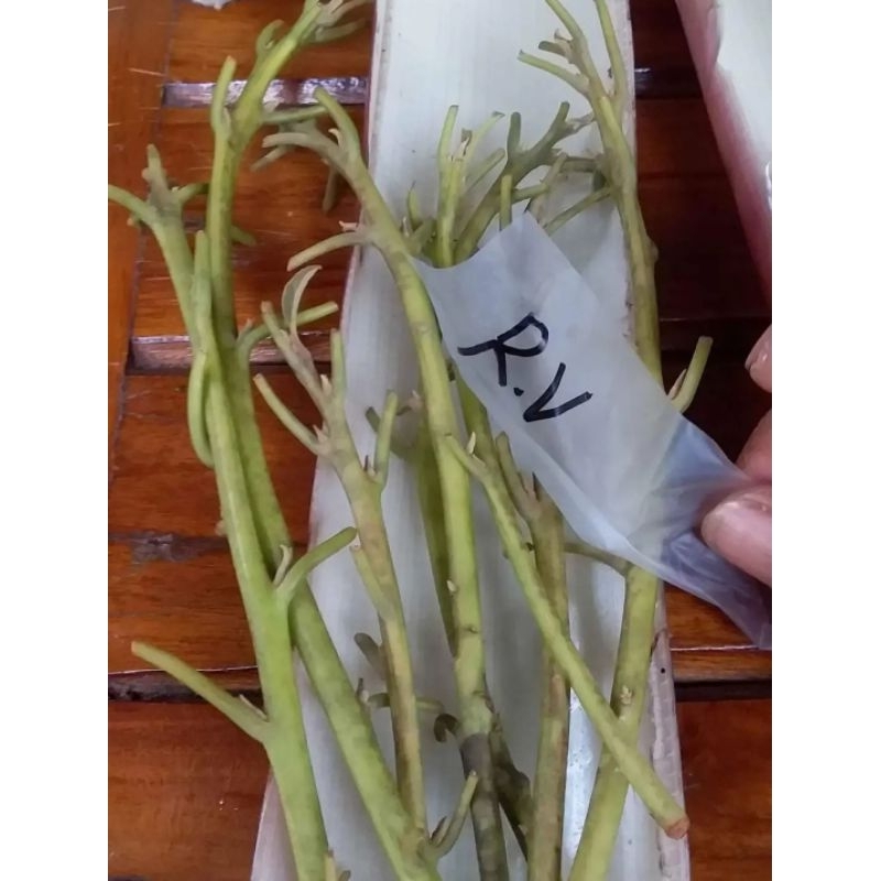 Entres alpukat red vietnam//entres red vietnam