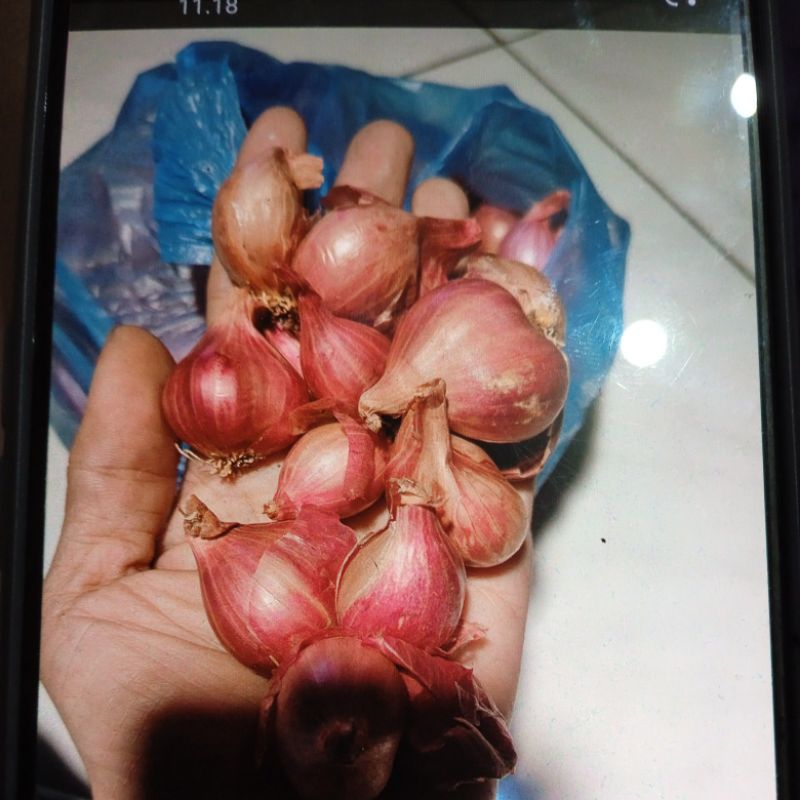 

bawang merah