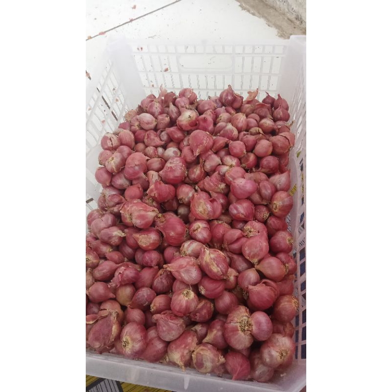 

bawang Merah Superan