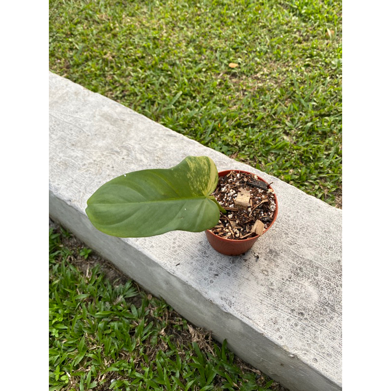 Philodendron Violin Variegata