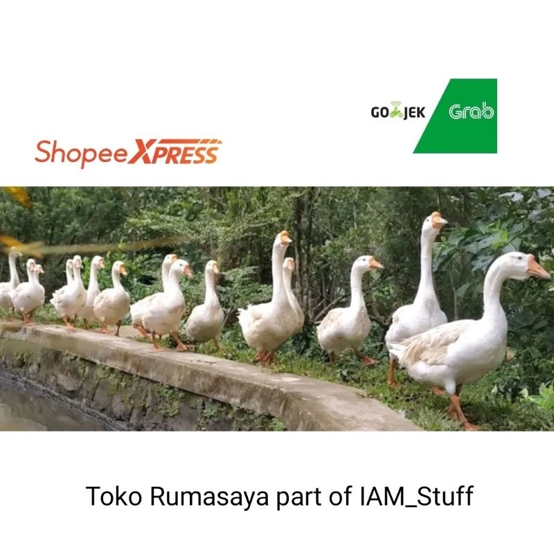 Jual Angsa / Soang / Hidup /Potong (Dewasa)