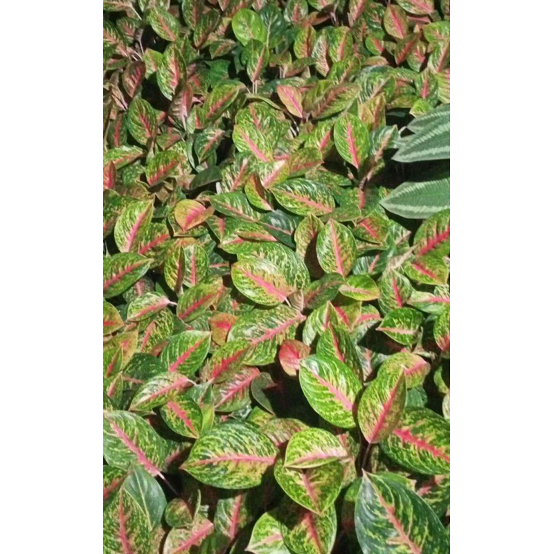 aglonema big papa menor daun jumbo Daun 6 -8 Siap Indukan| Tanaman Hias Bigpapa aglonema koleksi