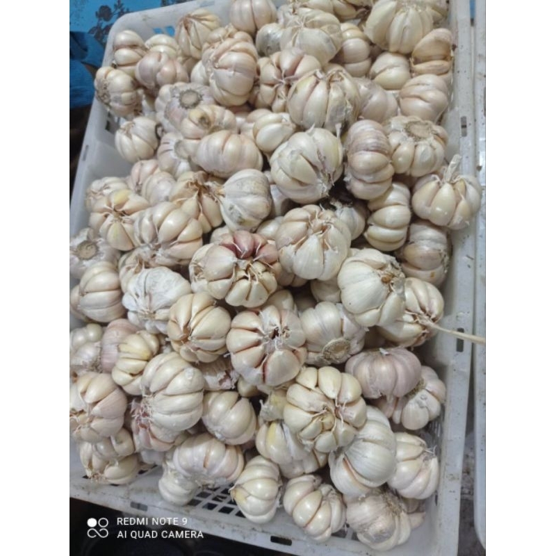 

BAWANG PUTIH 1 KG